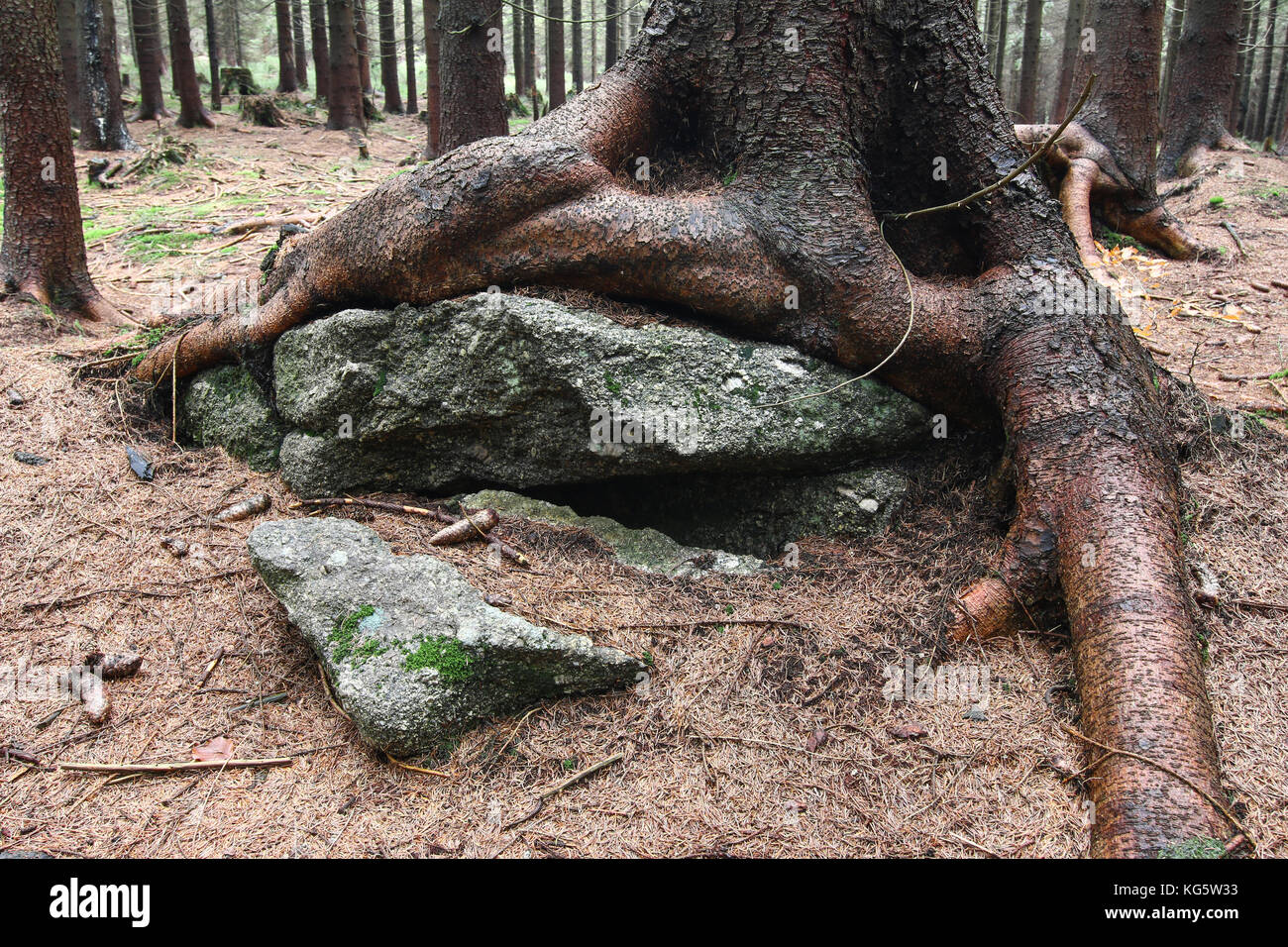 Bizarre roots of pine spruce - detail Stock Photo - Alamy