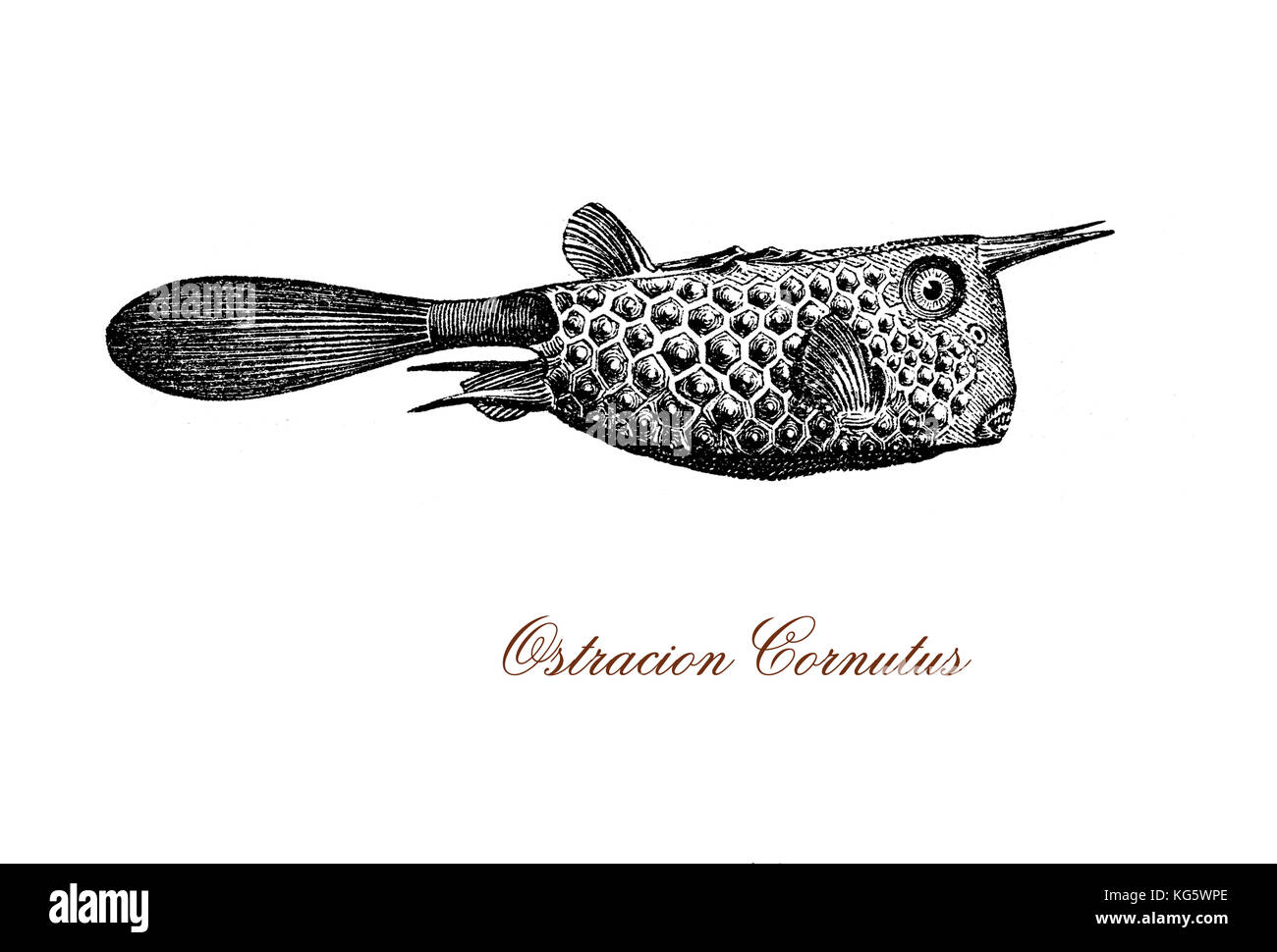 Vintage engraving of ostracion-cornutus or longhorn cowfish, tropical fish of the Great Barrier Reef and Coral Sea that inhabits muddy, sandy still bays, dried to make ornaments Stock Photo