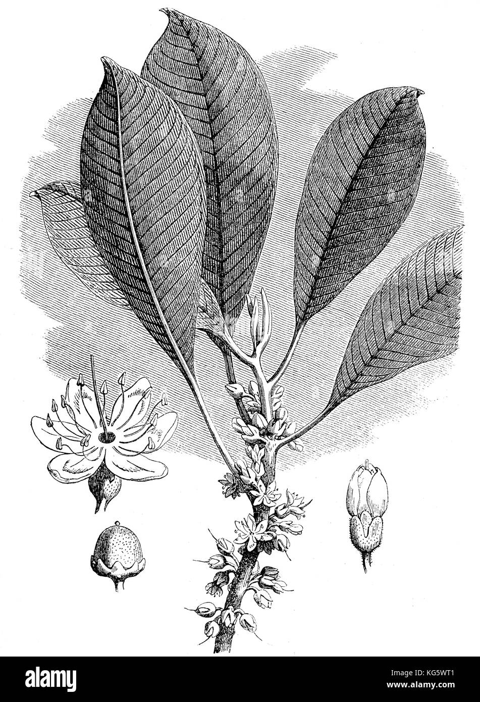XIX century illustration of Palaquium gutta, plant producing gutta-percha latex Stock Photo
