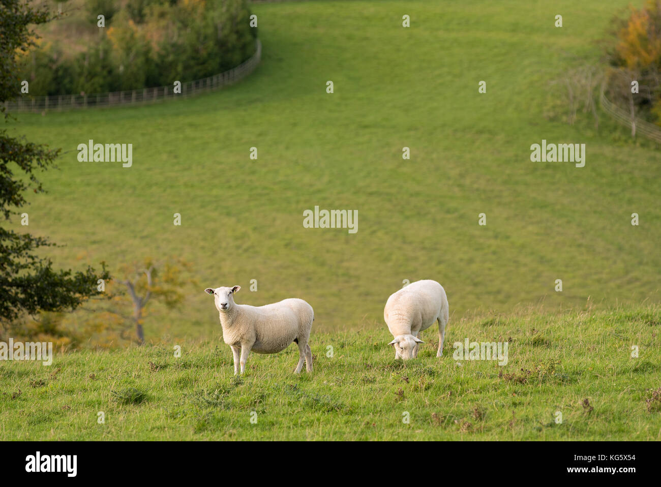 Two British Milk Sheep grassing in a Cotswold hilly field dropping off to the background. Stock Photo