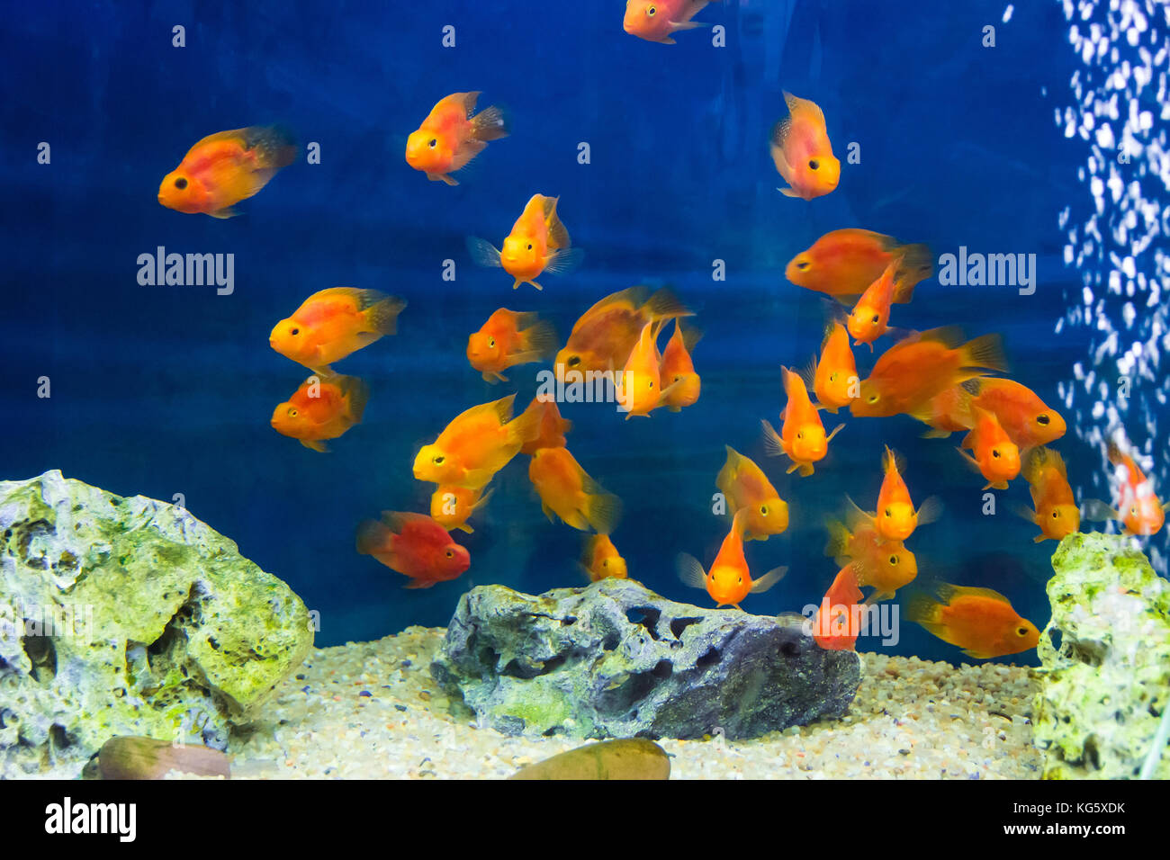 Photo of aquarium parrot fish in blue water Stock Photo