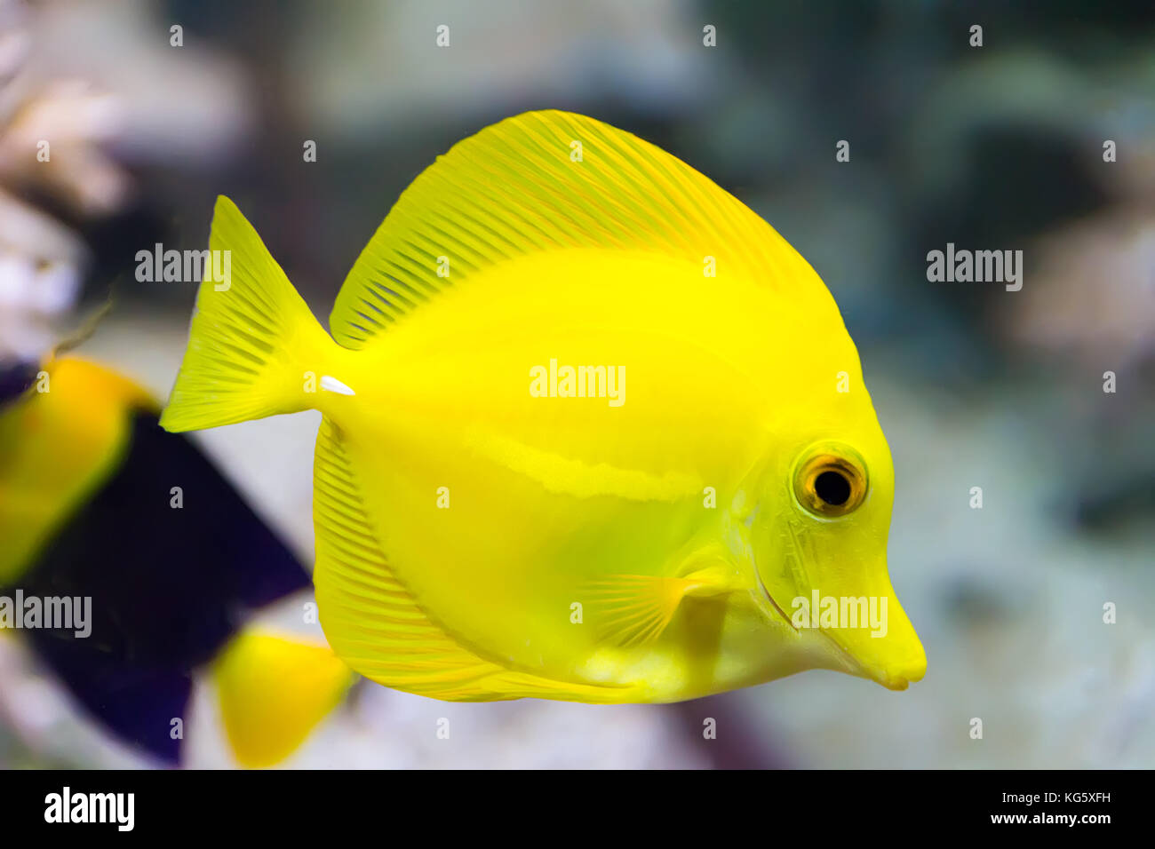 Image of zebrasoma yellow tang fish in aquarium Stock Photo