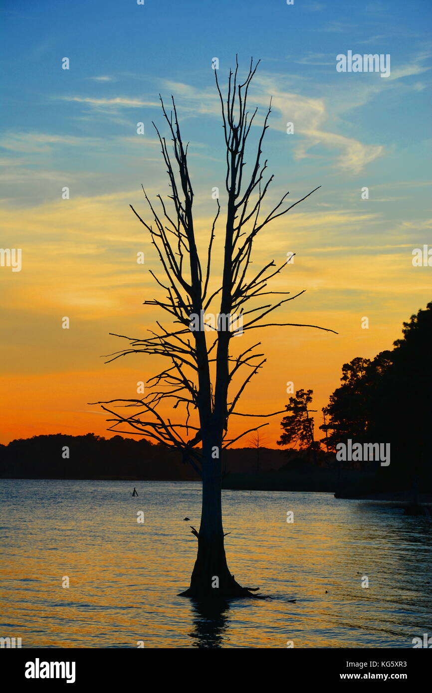 Solitary dead tree stands as a sentinel during the sunset near Colonial