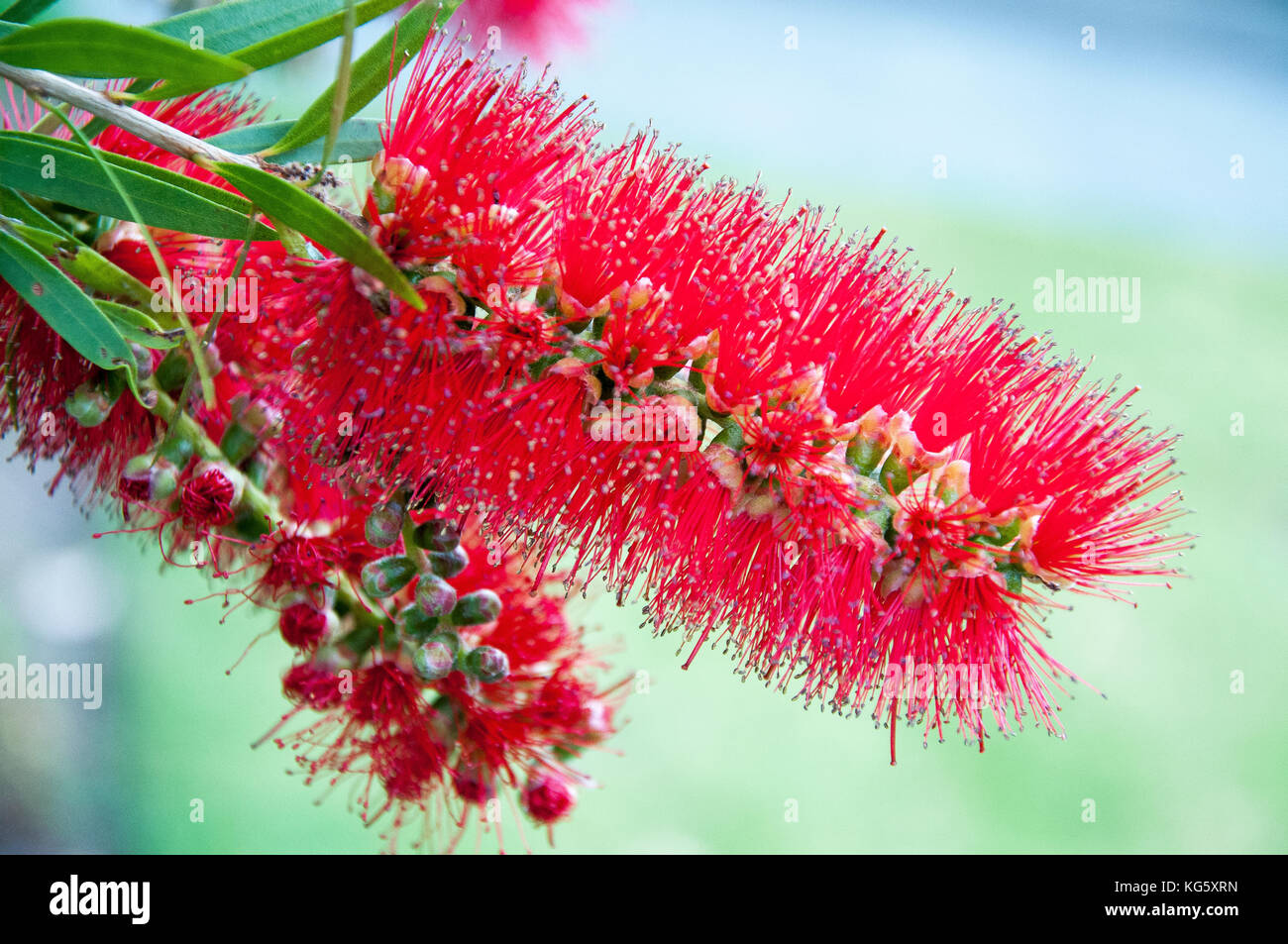Bottlebrush or callistemon viminalis, native to eastern Australia Stock Photo