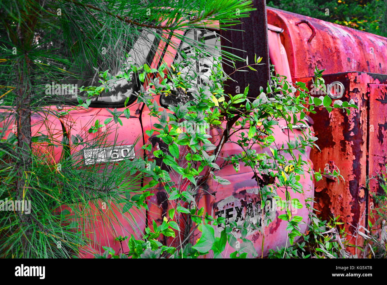 Abandoned and derelict Chevrolet Texaco tanker truck overgrown on the edge of a forest. Stock Photo