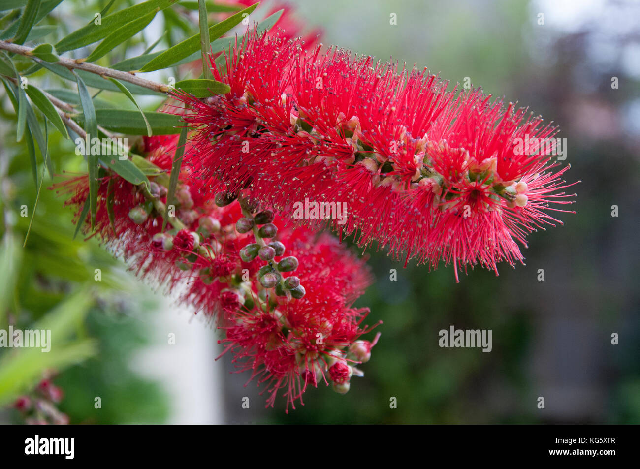 Callistemon Australia High Resolution Stock Photography and Images - Alamy