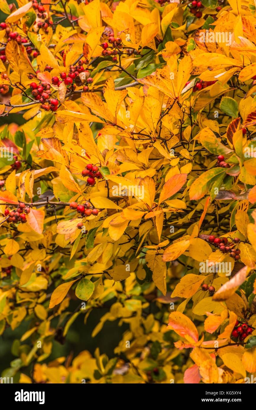 bright in Autumn light  Europe  Ray Boswell Stock Photo