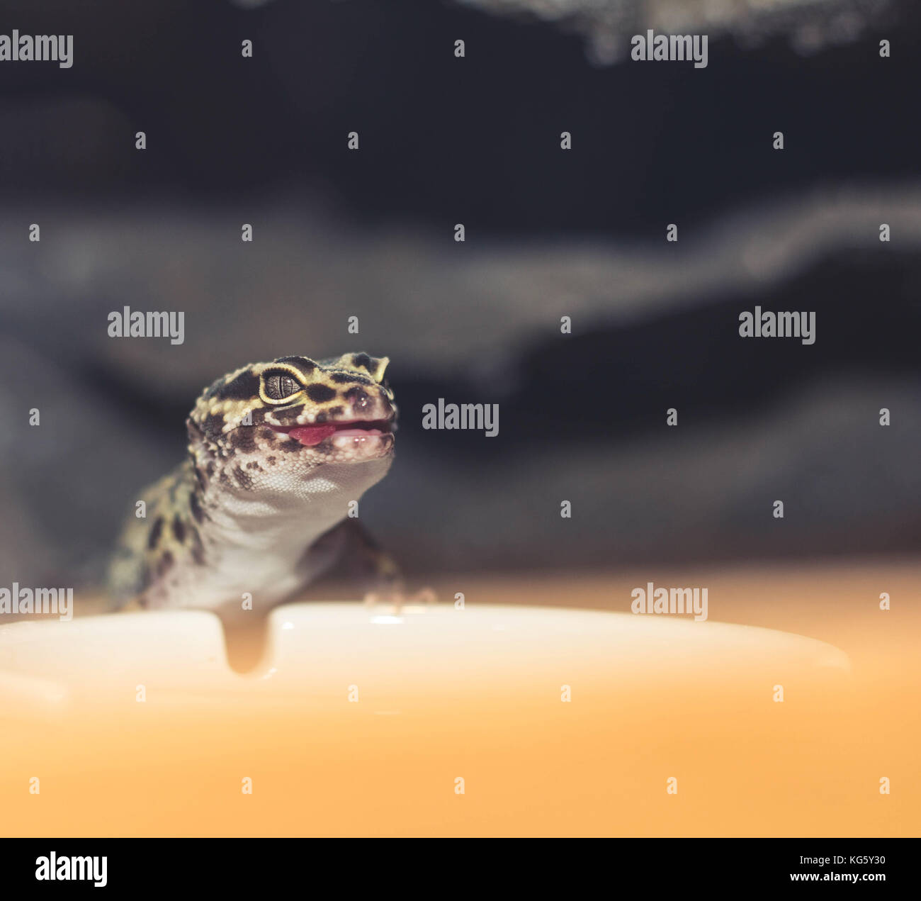 Leopard gecko (Eublepharis macularius) looking forward to his meal Stock Photo