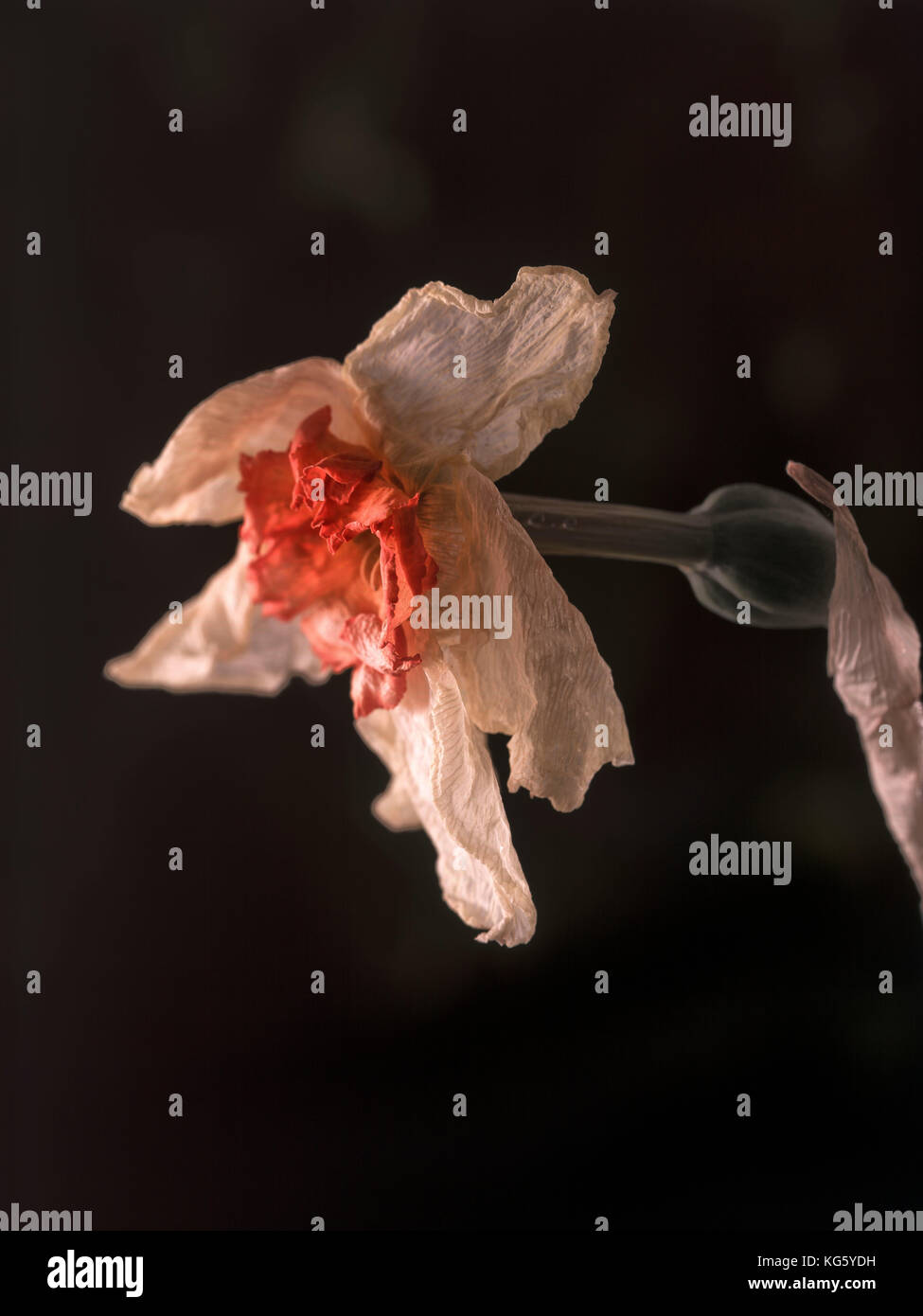 White dying daffodil flower against black background, stilllife Stock Photo Alamy
