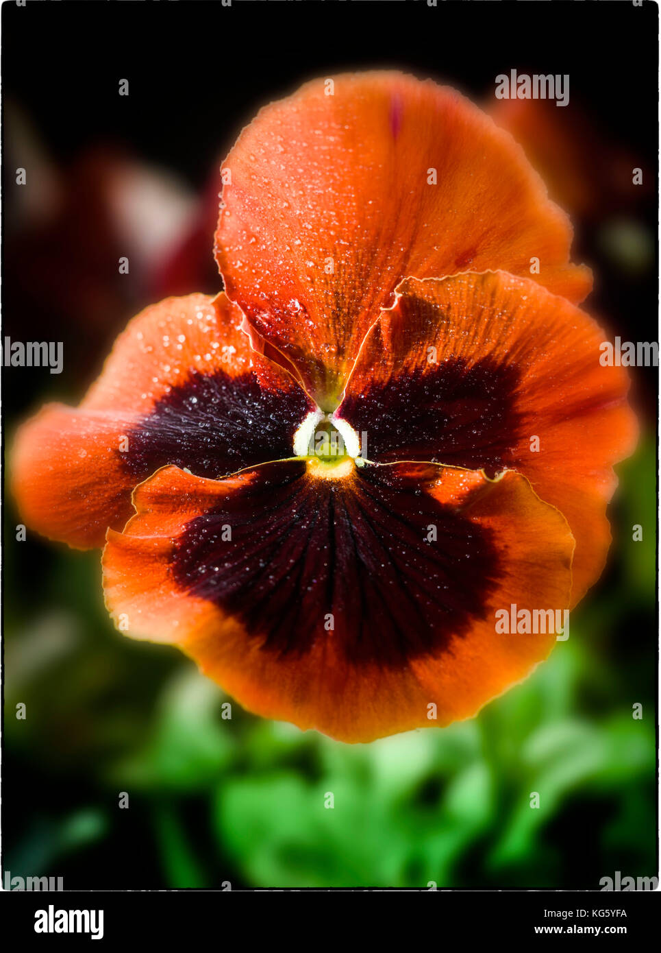 Single pansy flower Stock Photo Alamy