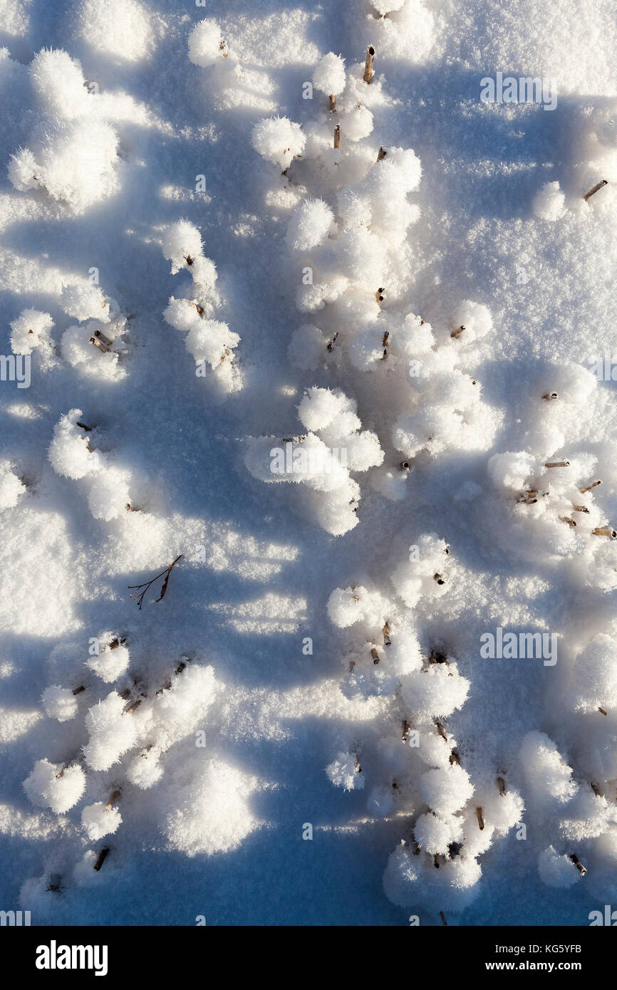 Short stubble hires stock photography and images Alamy