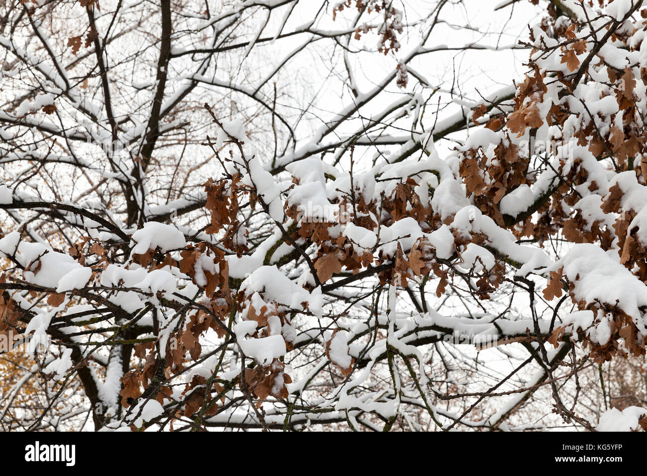 Oak branches and leaves hi-res stock photography and images - Alamy