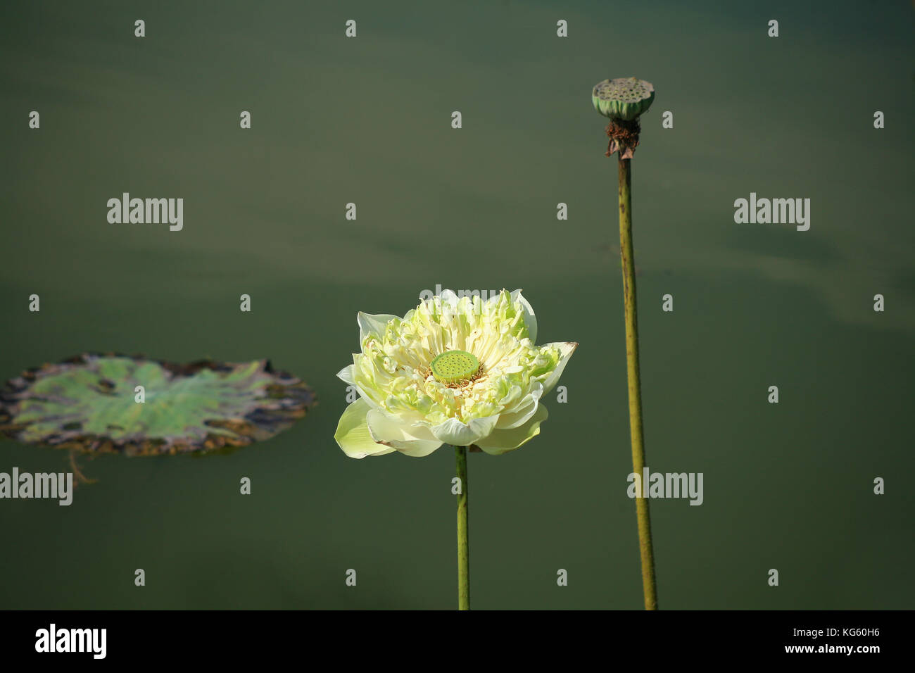 Yellow lotus / yellow water lily Stock Photo - Alamy