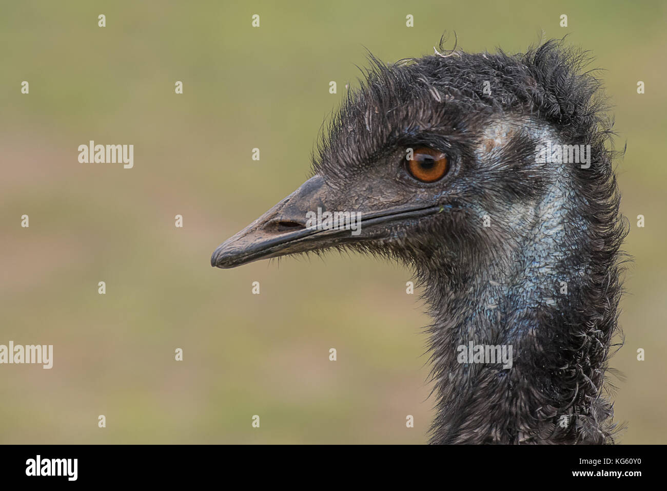 A very close profile photograph of the head of an emu showing detail in the eye and beak Stock Photo