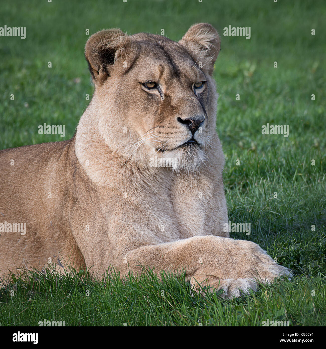 Lioness Lying Down High Resolution Stock