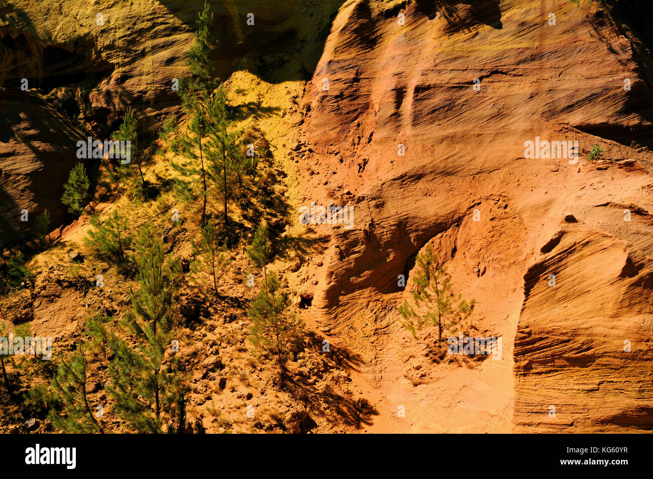 Pine trees hangeg on ochre cliff, Roussillon, Luberon, Provence, France Stock Photo