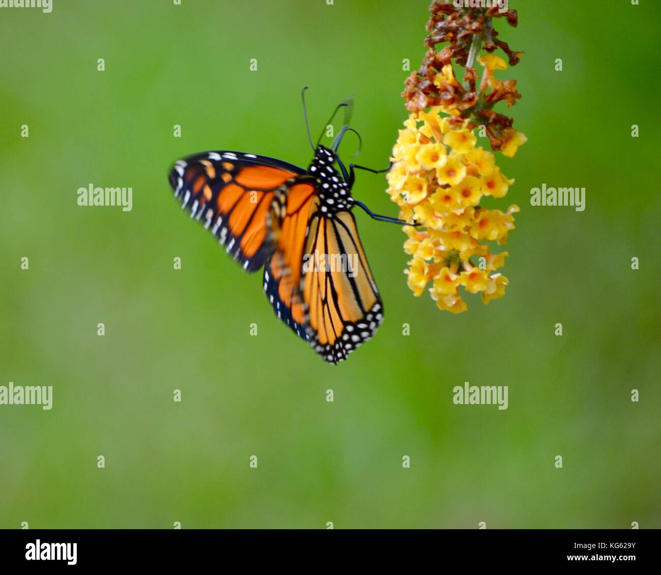 Monarch butterfly on yellow flower Stock Photo - Alamy