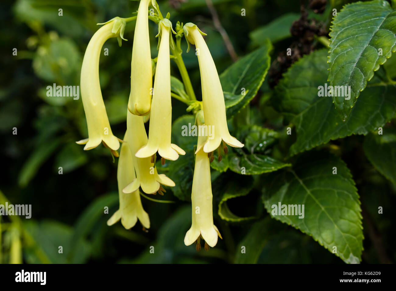 Small drooping tubular yellow flowers of Phygelius aequalis or Cape Figwort. Stock Photo