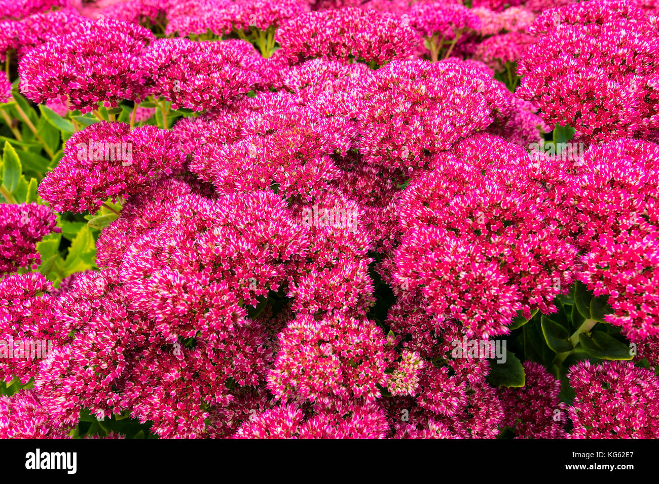 Close-up of Purple Sedum flowering perennial plants in a herbaceous border. Stock Photo