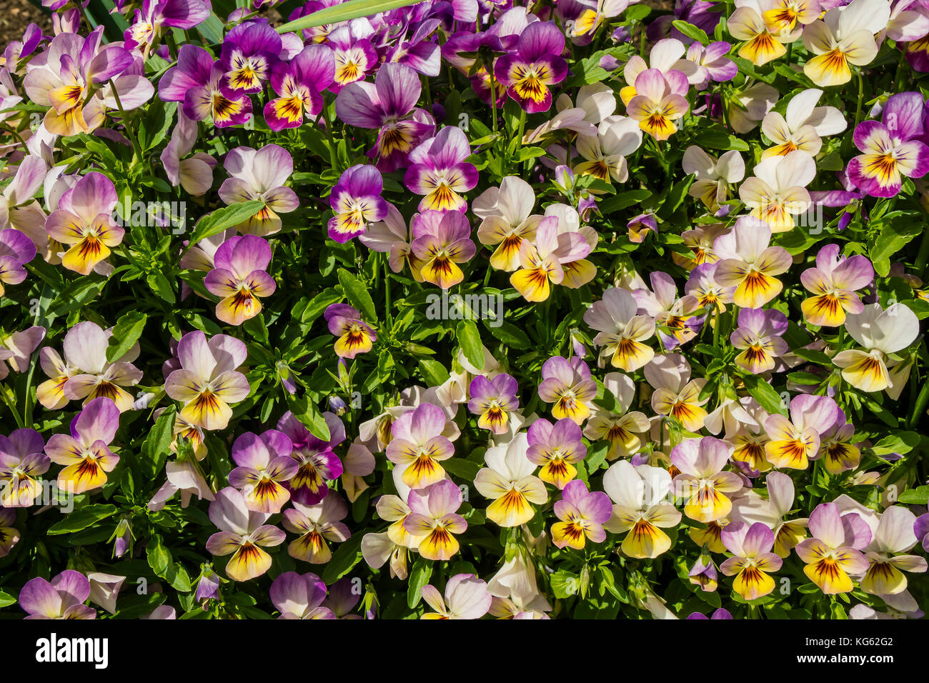 Closeup of ornamental flowering Viola plants Stock Photo Alamy