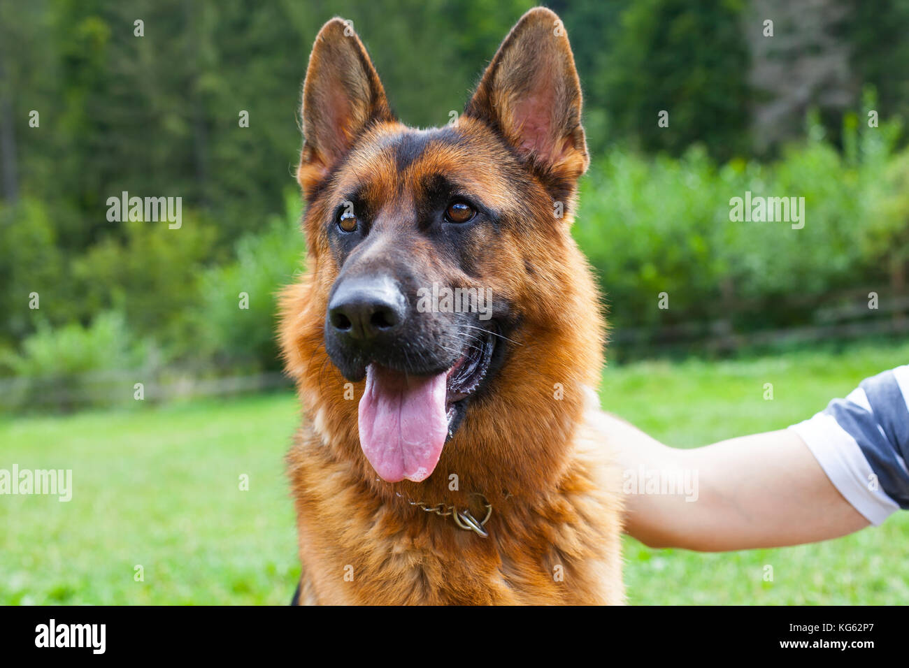 Picture of a beautiful german shepherd lying on the grass Stock Photo ...