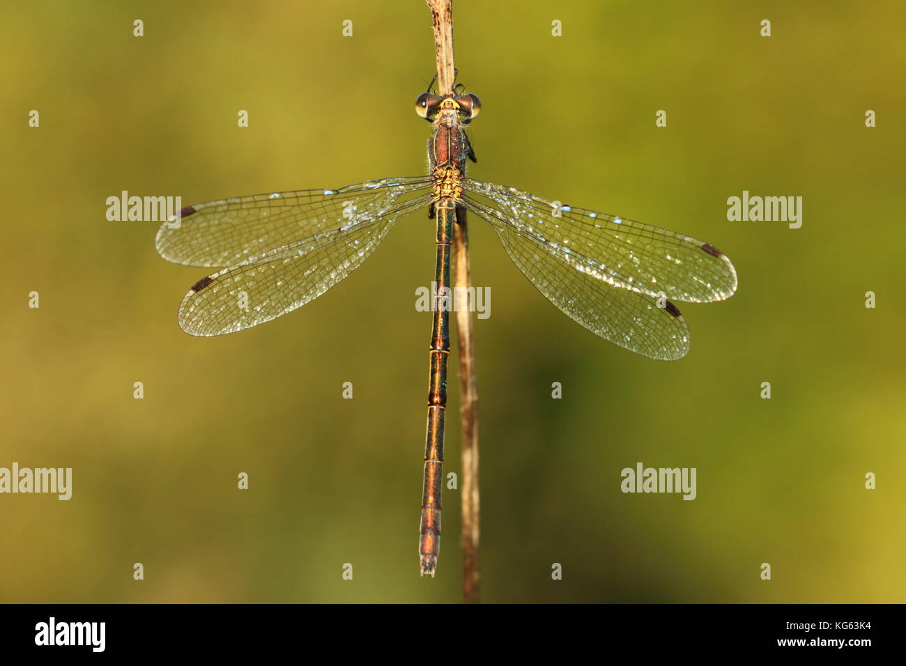 Female Emerald Damselfly Stock Photo - Alamy