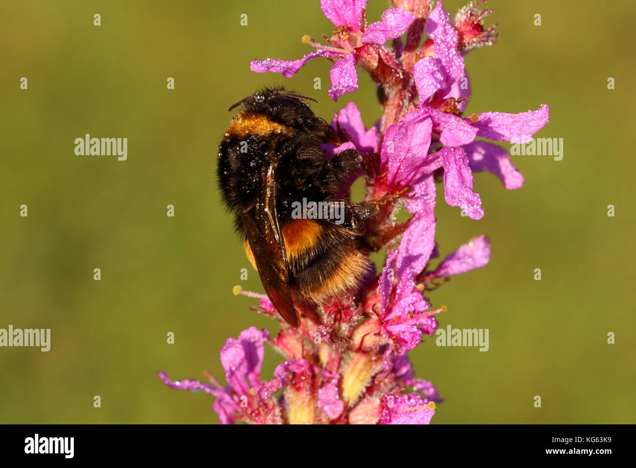 Terrestrial Bumblebee queen Stock Photo