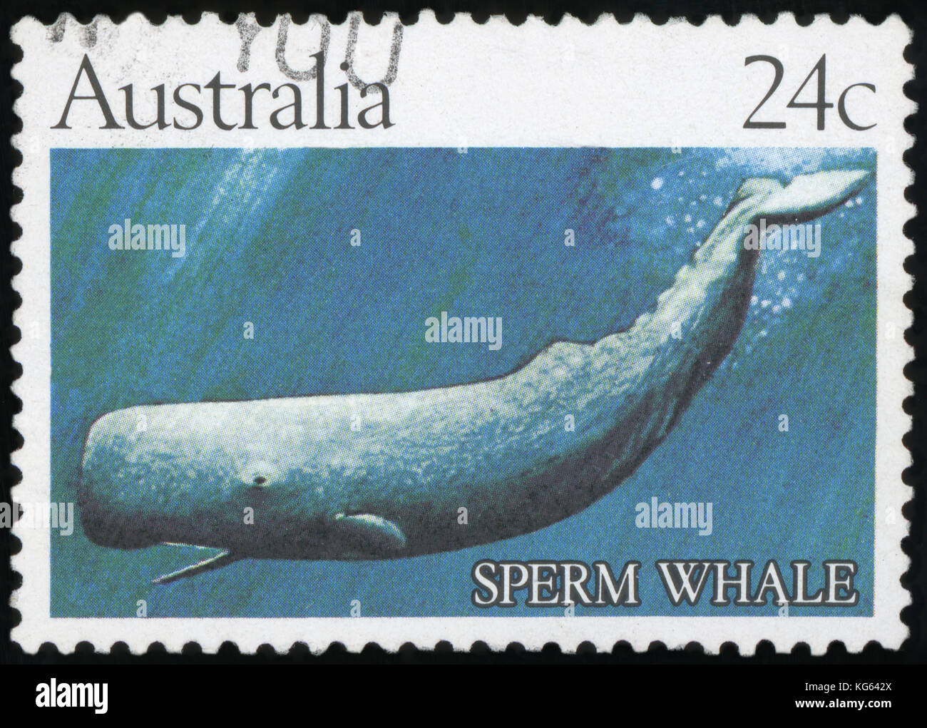 AUSTRALIA - CIRCA 1982: stamp printed in Australia shows sperm whale, circa 1982 Stock Photo