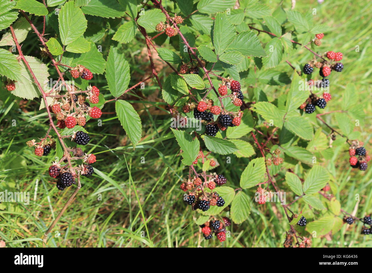 blackberry blackberries growing wild on bramble bush background copy