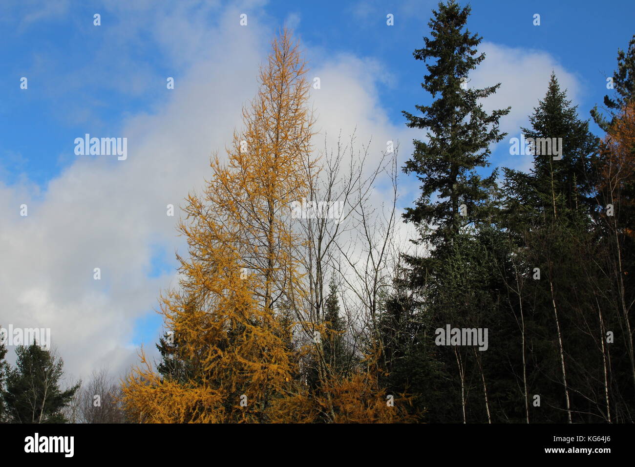 Autumn sky Stock Photo