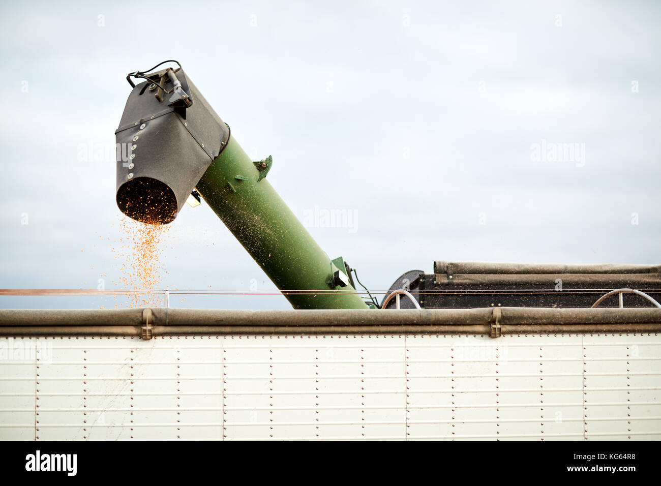 Trickle of corn kernels from a combine harvester emptying into a farm trailer or truck during harvesting of the crop Stock Photo