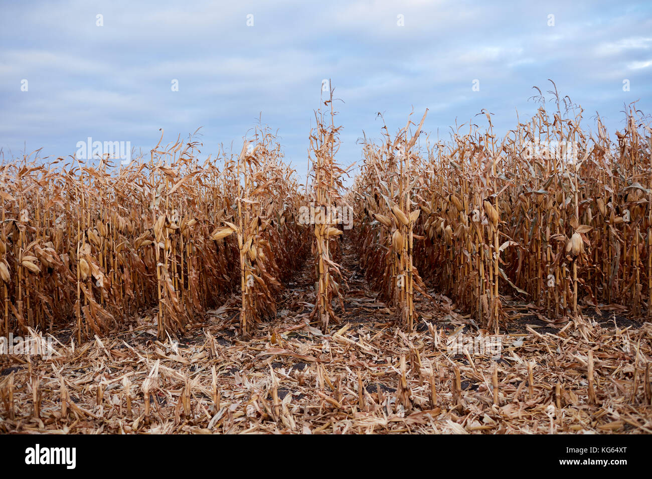 Maize Field During The Fall Harvest With Rows Of Uncut Plants And Freshly Cut Stalks Or Stubble In A Close Up View Stock Photo Alamy Maize Field During The Fall Harvest With Rows Of Uncut Plants And Freshly Cut Stalks Or Stubble In A Close Up View Stock Photo Alamy