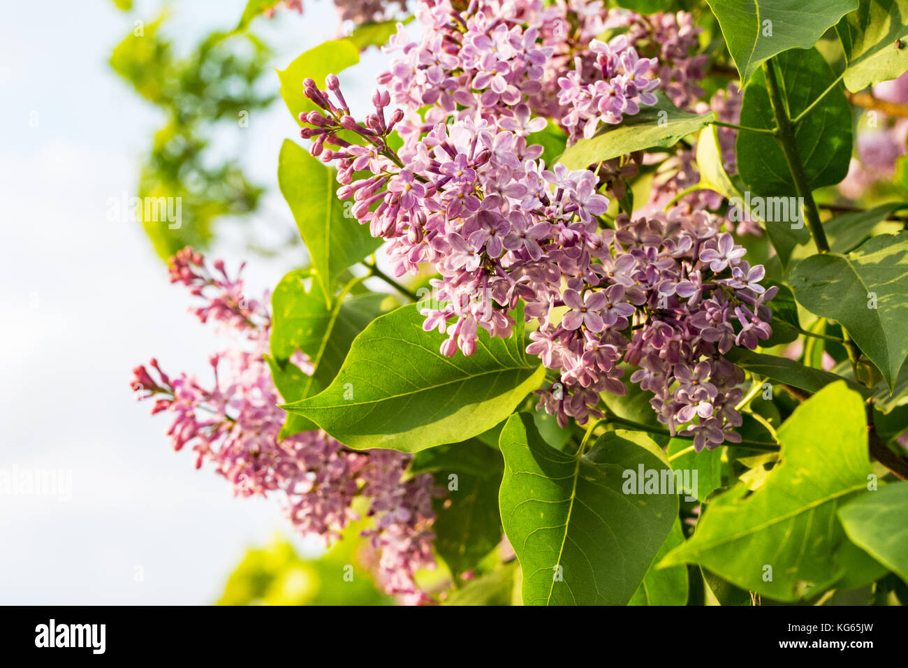 Closeup of violet cluster of flowers on lilac bush in spring Stock Photo