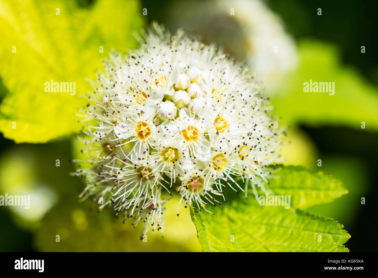 Closeup of spirea japonica flower Stock Photo