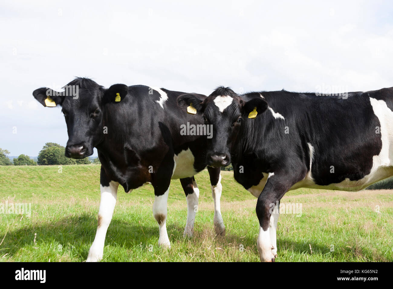 Holstein–Friesian dairy cows in field Stock Photo - Alamy