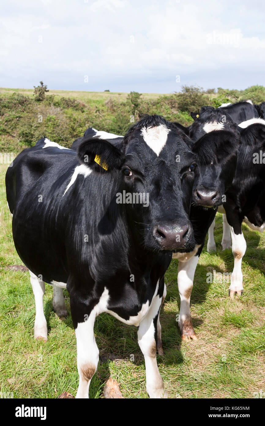 Holstein–Friesian dairy cows in field Stock Photo - Alamy