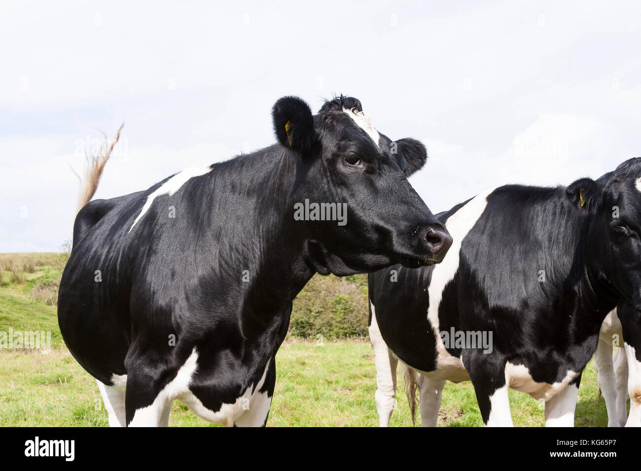 Holstein–Friesian dairy cows in field Stock Photo - Alamy