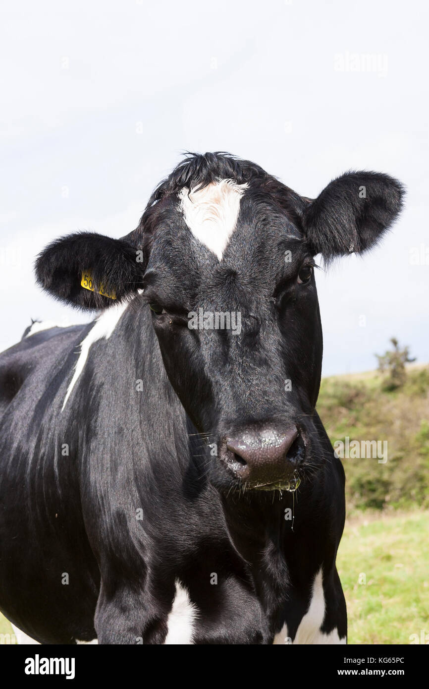Holstein–Friesian dairy cows in field close up view Stock Photo - Alamy