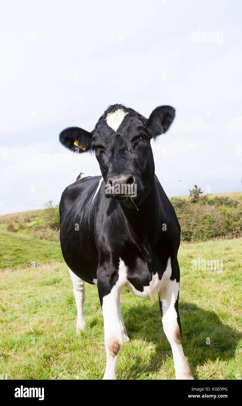Holstein–Friesian dairy cows in field Stock Photo