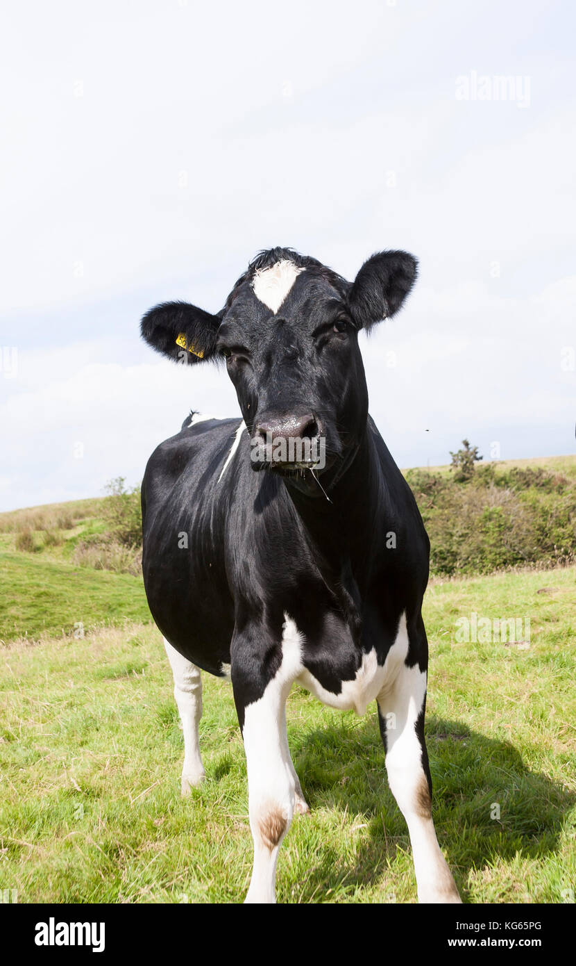 Holstein Friesian Dairy Cows In Field Stock Photo Alamy