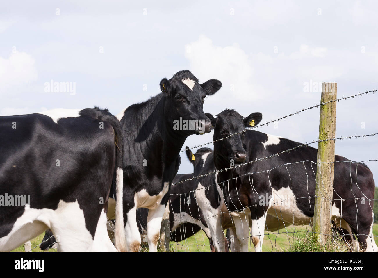 Holstein–Friesian dairy cows in field Stock Photo