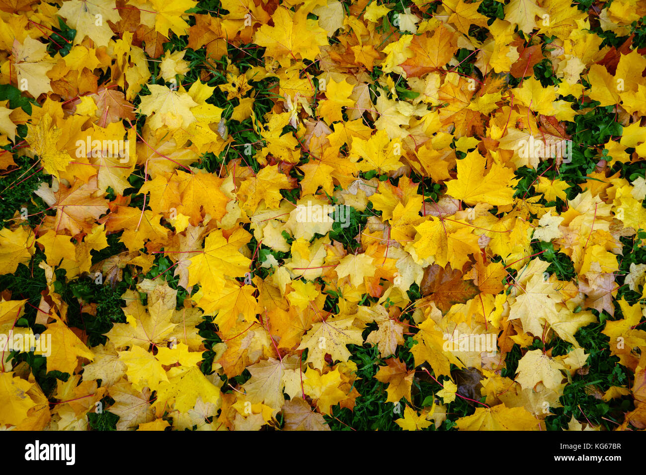 Beautiful fallen maple leaf hi-res stock photography and images - Alamy