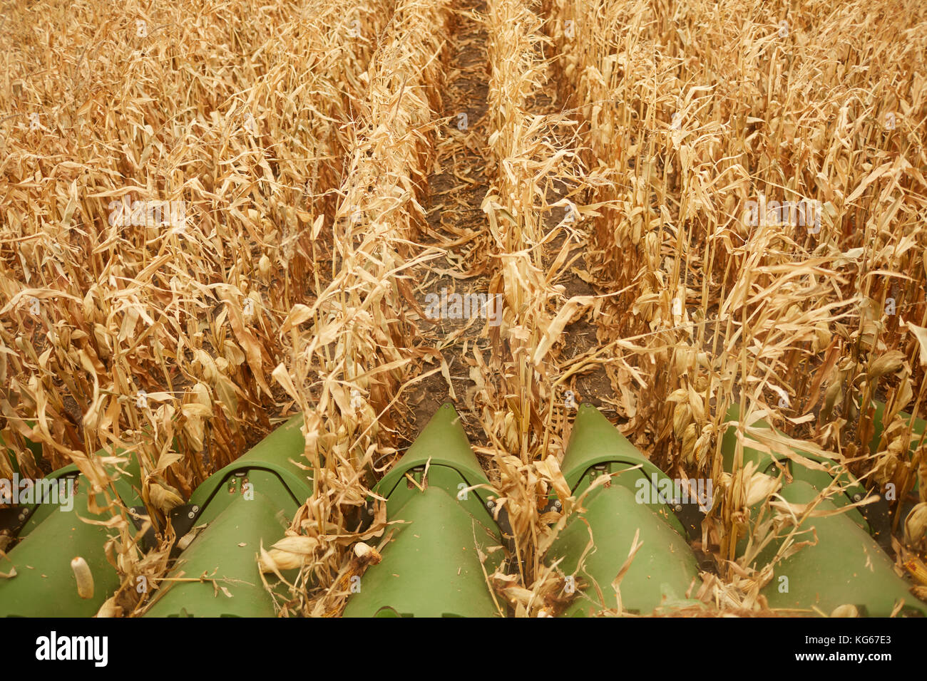 Close up detail of a combine harvester cutter bar from above between
