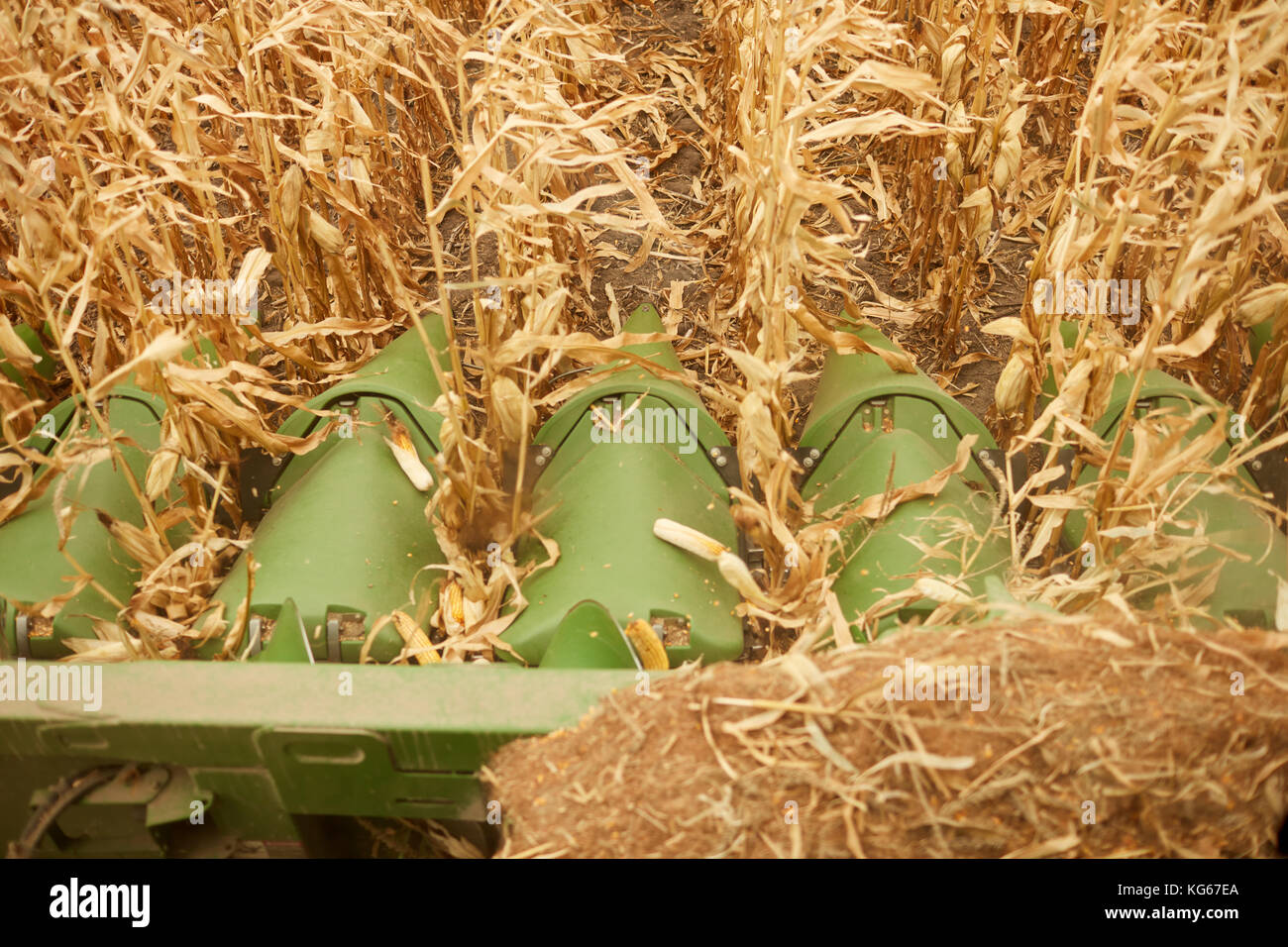 Cutter bar on a combine harvester during harvesting of the maize crop in autumn viewed close up