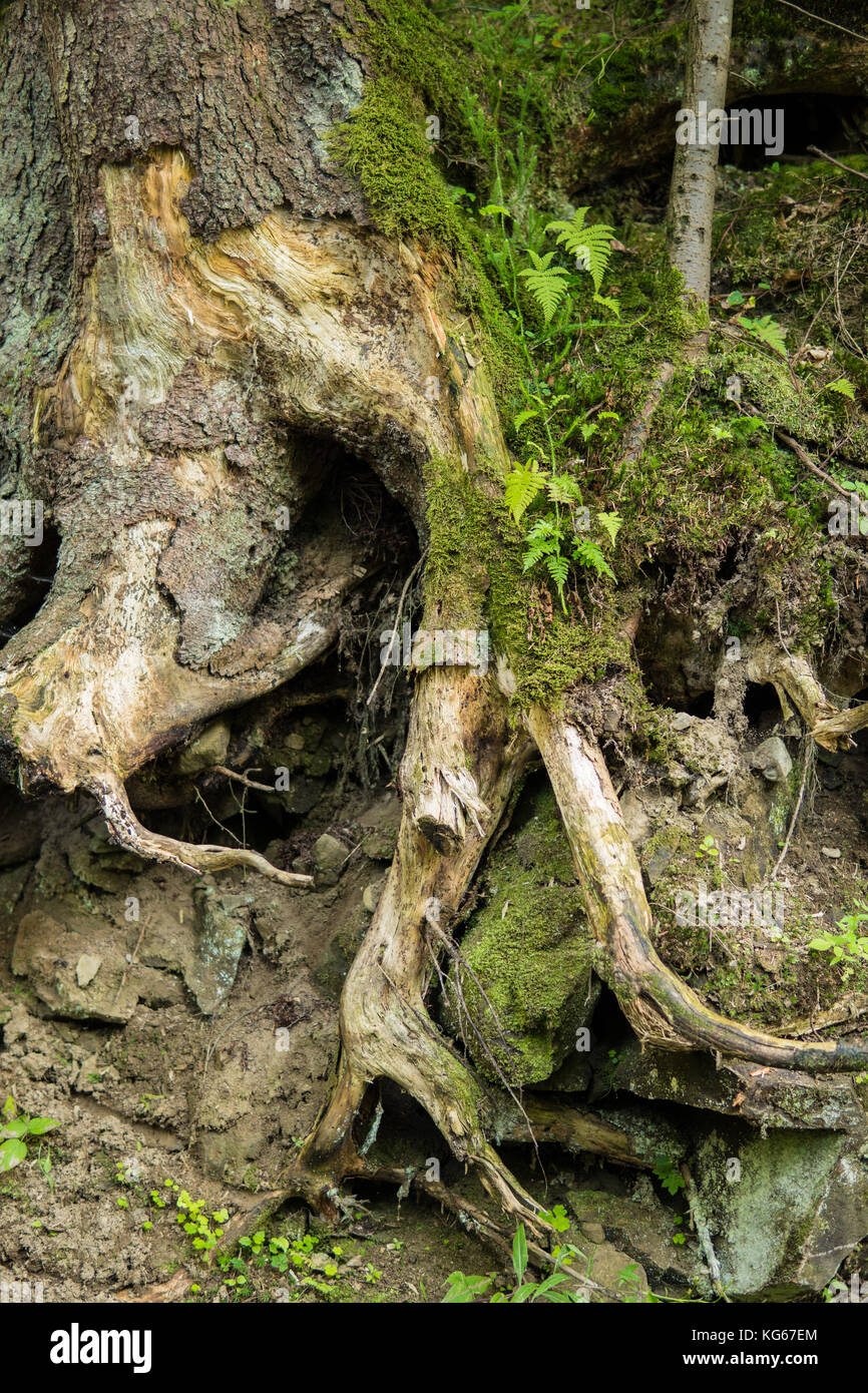 Forest soil moss roots hi-res stock photography and images - Alamy