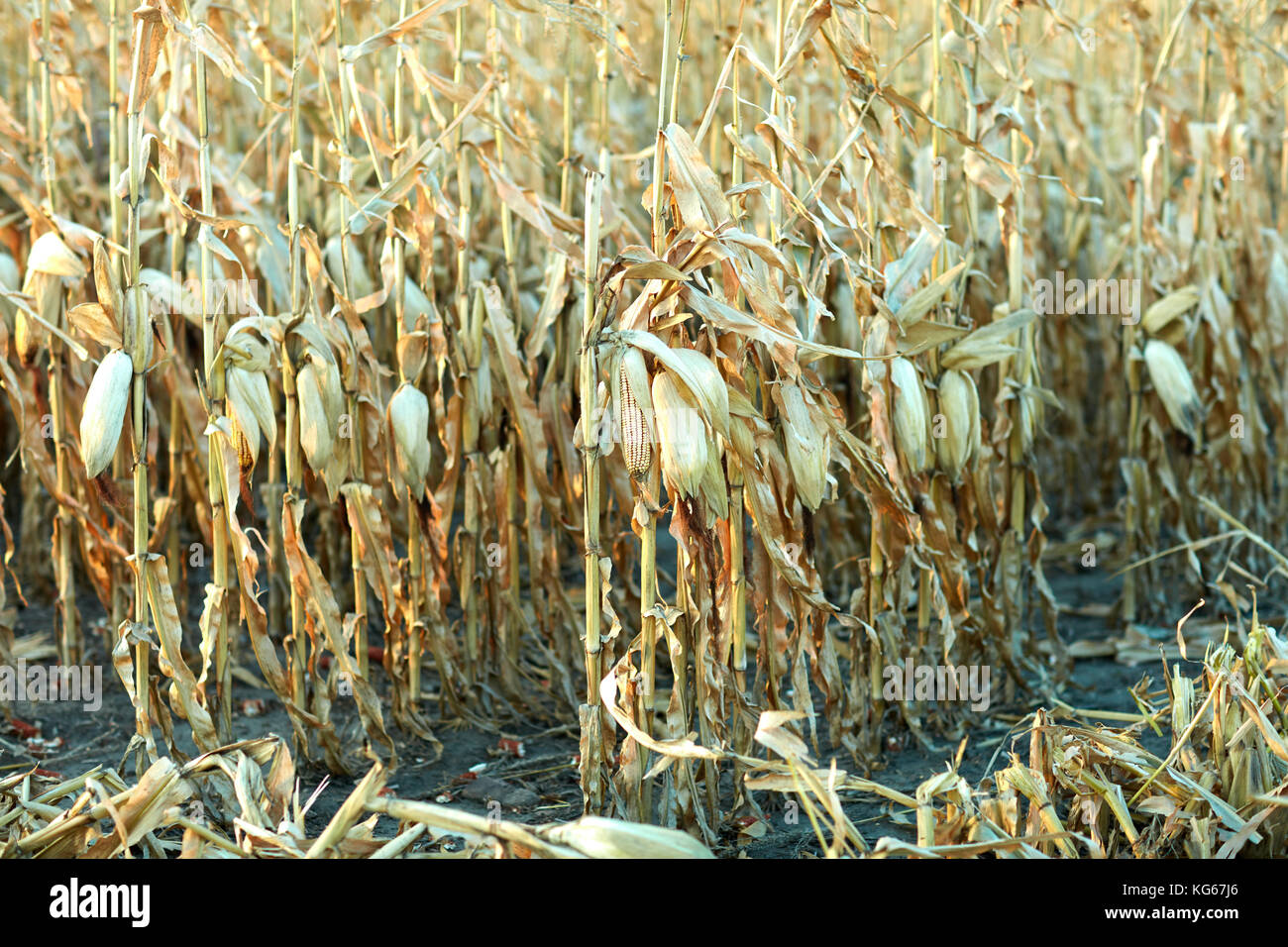 Corn cobs in a field of dried maize plants ready for harvesting for