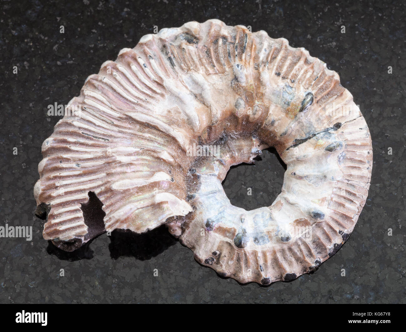 macro shooting of natural mineral rock specimen - Ammonite fossil on dark granite background Stock Photo