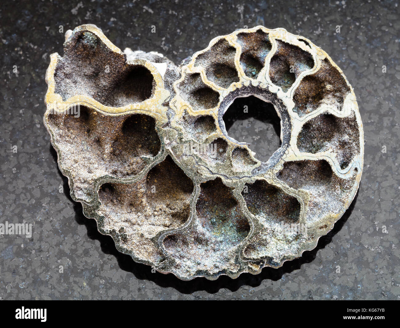 macro shooting of natural mineral rock specimen - polished Ammonite fossil on dark granite background Stock Photo