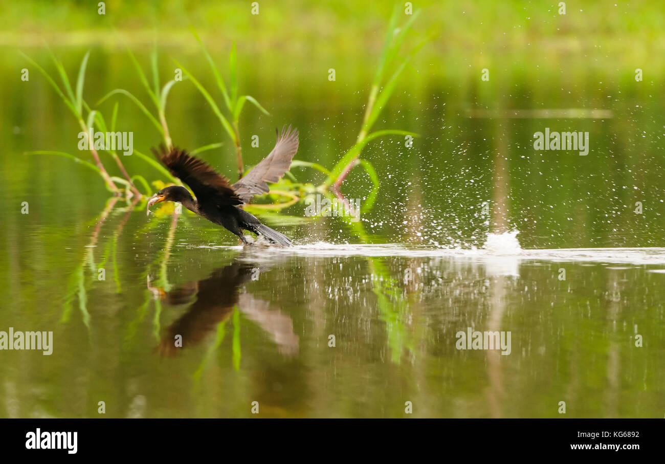 Anhinga with a fish in its mouth in the Amazon River in Peru Stock Photo
