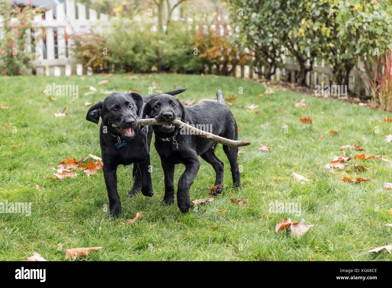 'Baxtor' and 'Shadow', three month old black Labrador Retriever puppies, struggling to fetch a thrown stick, in Bellevue, Washington, USA Stock Photo